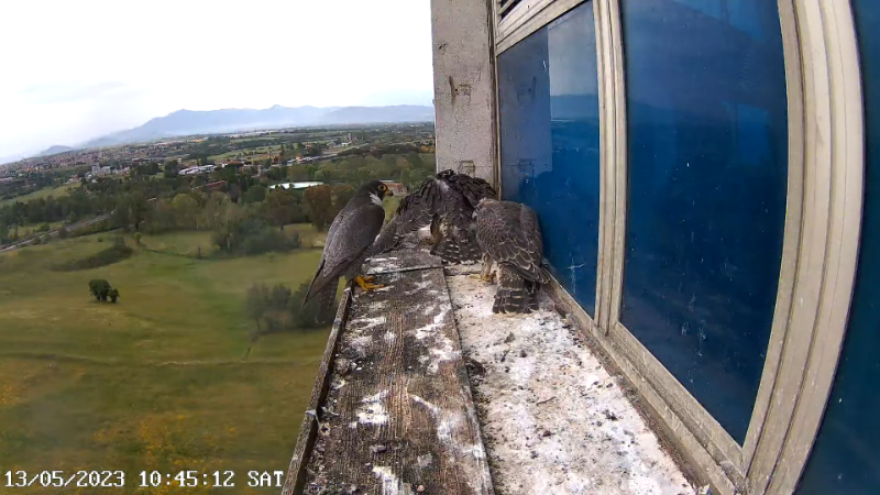 Birdcam.it - Outside Camera Alex & Vergine 13-2-8 screenshot.png