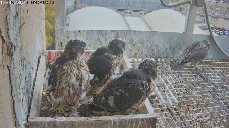 Birdcam.it - Live Peregrine Falcons Nest Alrisha & Sirius 11-56-2 screenshot.png