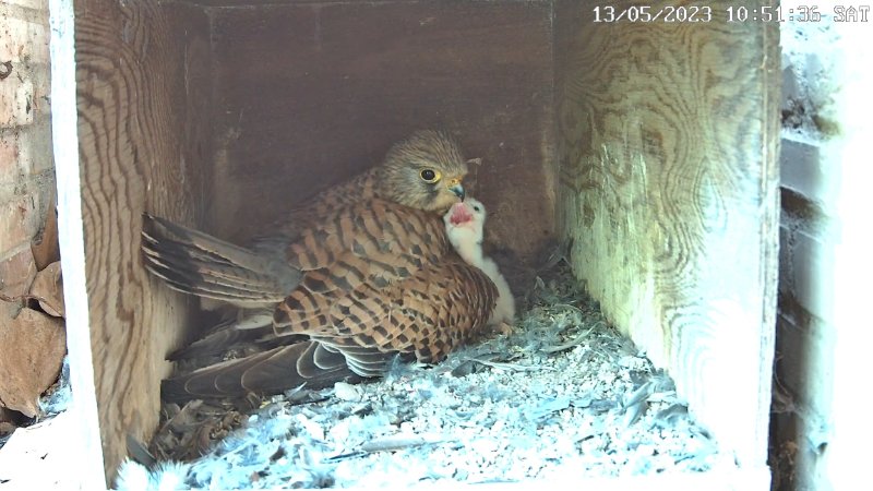 luna.jpg