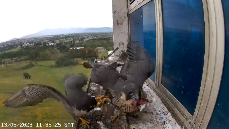 Birdcam.it - Outside Camera Alex & Vergine 13-3-59 screenshot.png