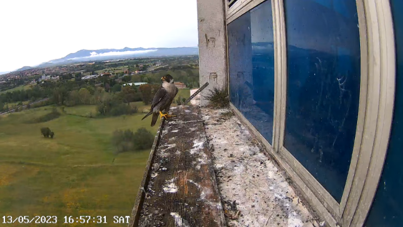 Birdcam.it - Outside Camera Alex & Vergine 12-56-33 screenshot.png
