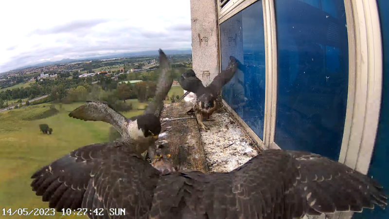 Birdcam.it - Outside Camera Alex & Vergine 13-6-44 screenshot.png