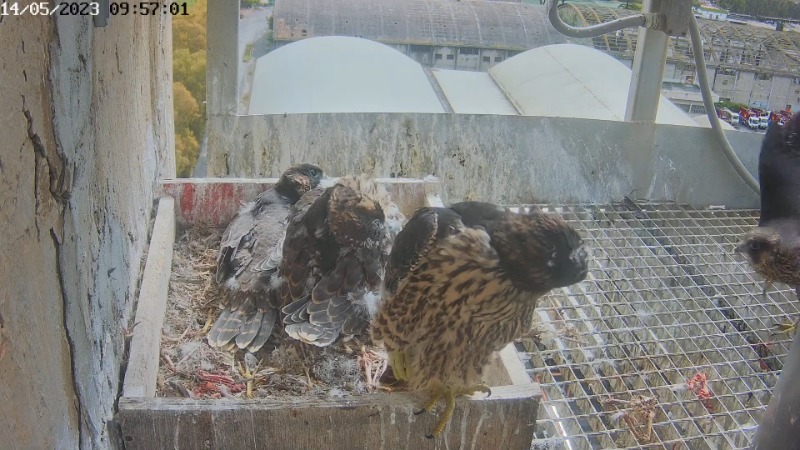 Birdcam.it - Live Peregrine Falcons Nest Alrisha & Sirius 12-35-32 screenshot.png