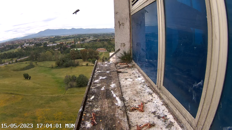 Birdcam.it - Outside Camera Alex & Vergine 12-59-55 screenshot (4).png