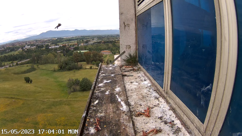 Birdcam.it - Outside Camera Alex & Vergine 12-59-55 screenshot (2).png