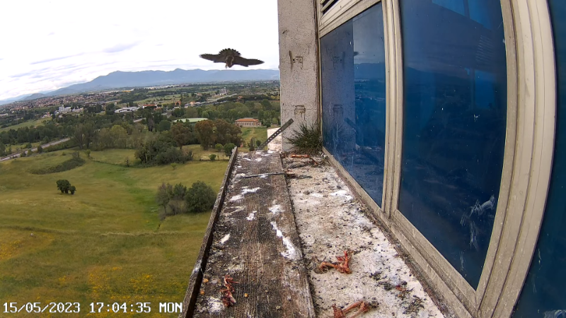 Birdcam.it - Outside Camera Alex & Vergine 13-0-29 screenshot_1.png