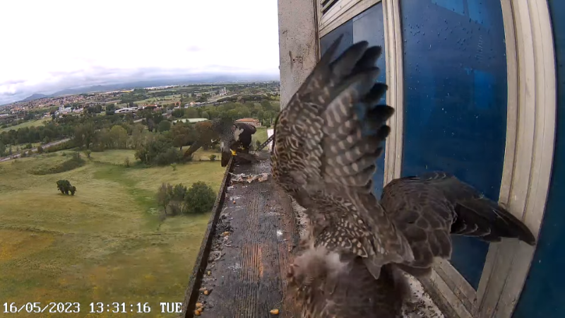 Birdcam.it - Outside Camera Alex & Vergine 12-22-50 screenshot.png