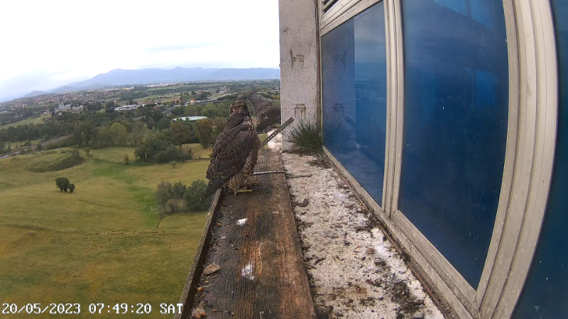 Birdcam.it - Outside Camera Alex & Vergine 12-27-5 screenshot (1).png