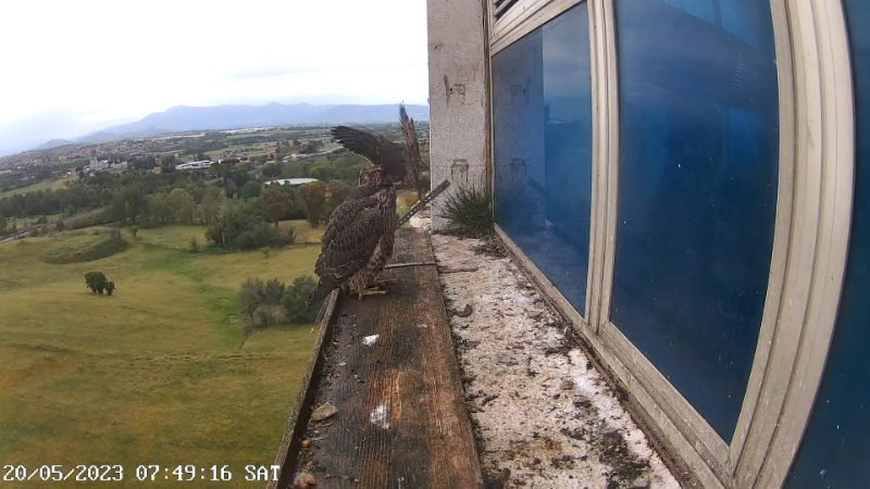 Birdcam.it - Outside Camera Alex & Vergine 12-27-0 screenshot.png