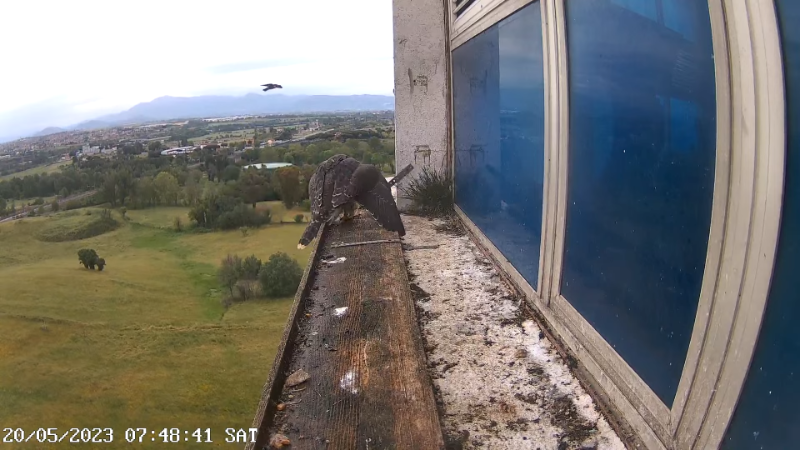 Birdcam.it - Outside Camera Alex & Vergine 12-7-50 screenshot (1).png