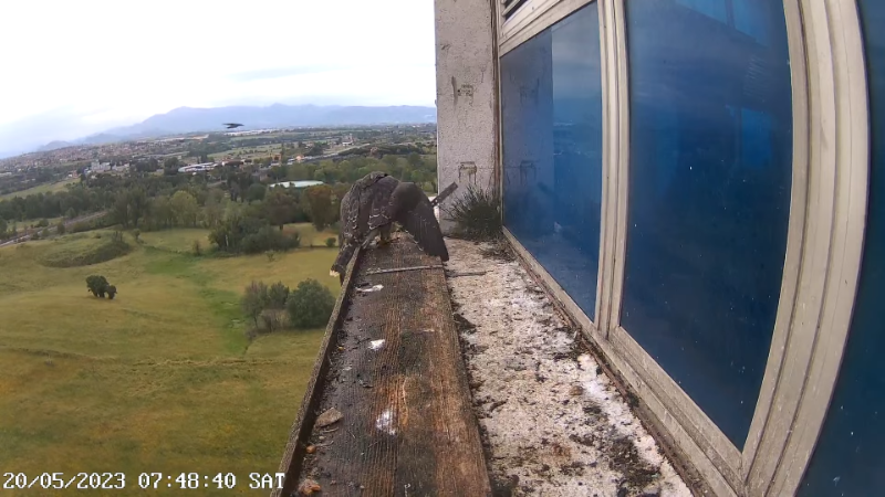 Birdcam.it - Outside Camera Alex & Vergine 12-7-50 screenshot.png