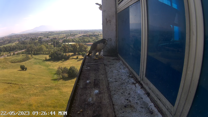 Birdcam.it - Outside Camera Alex & Vergine 10-52-43 screenshot.png