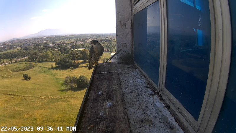 Birdcam.it - Outside Camera Alex & Vergine 11-2-40 screenshot.png