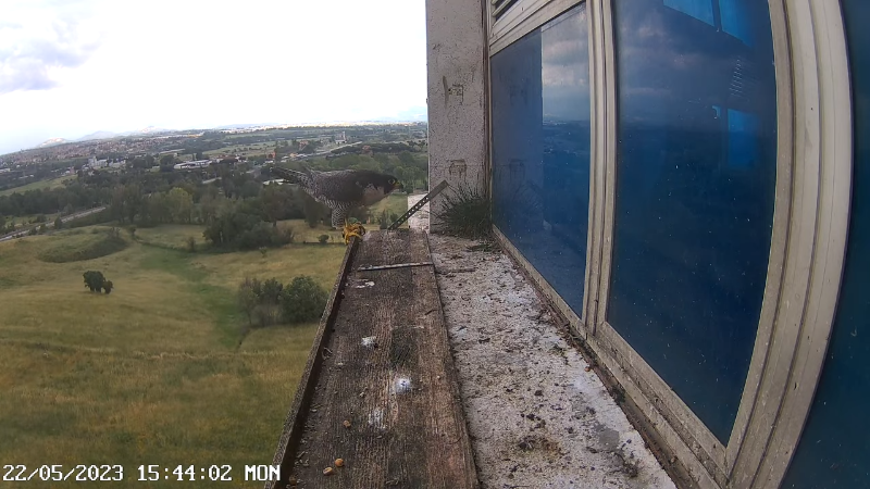 Birdcam.it - Outside Camera Alex & Vergine 11-20-6 screenshot (1).png