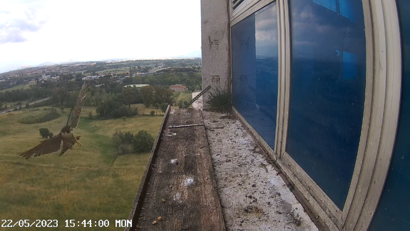 Birdcam.it - Outside Camera Alex & Vergine 11-20-4 screenshot.png