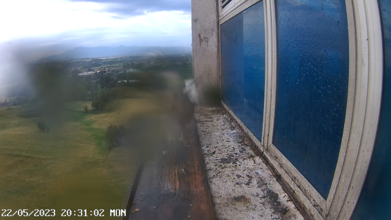 Birdcam.it - Outside Camera Alex & Vergine 11-19-2 screenshot.png