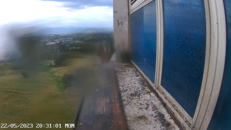 Birdcam.it - Outside Camera Alex & Vergine 11-19-1 screenshot.png
