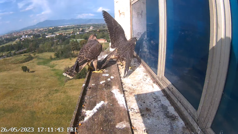 Birdcam.it - Outside Camera Alex & Vergine 11-32-49 screenshot.png
