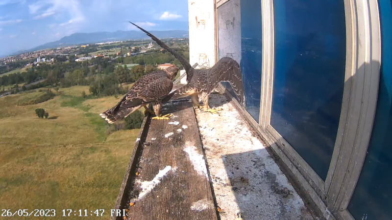 Birdcam.it - Outside Camera Alex & Vergine 11-32-53 screenshot.png