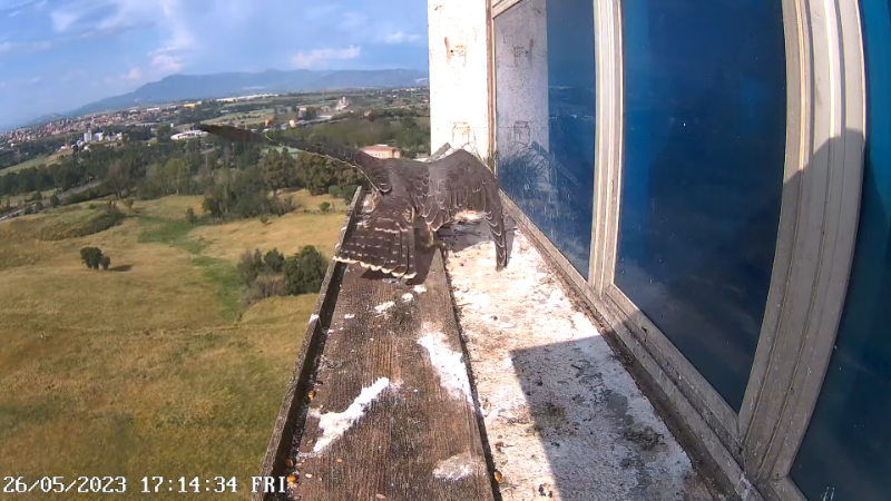 Birdcam.it - Outside Camera Alex & Vergine 11-35-40 screenshot.png