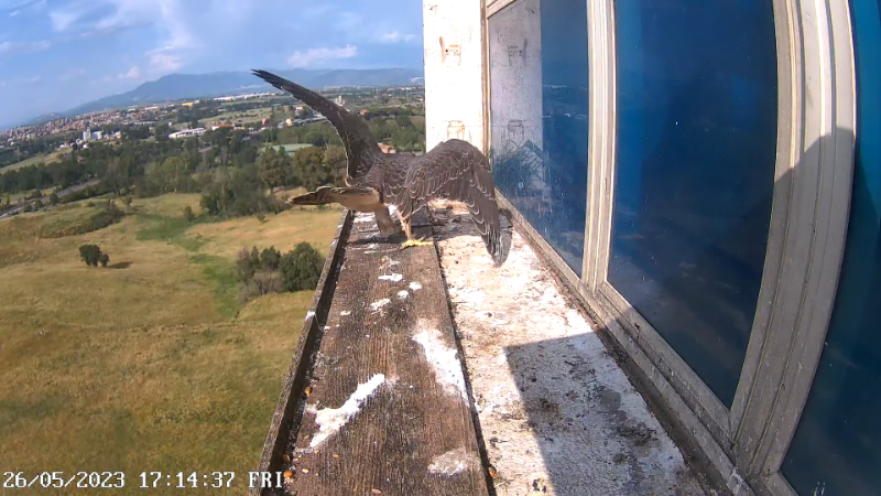 Birdcam.it - Outside Camera Alex & Vergine 11-35-43 screenshot.png