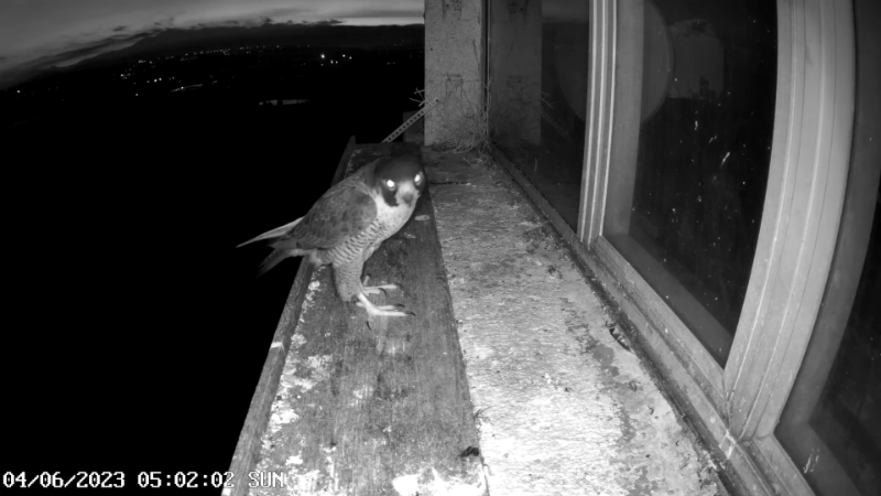 Birdcam.it - Outside Camera Alex & Vergine 5-59-19 screenshot.png
