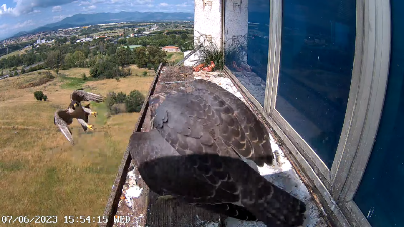 Birdcam.it - Outside Camera Alex & Vergine 12-55-35 screenshot (1).png