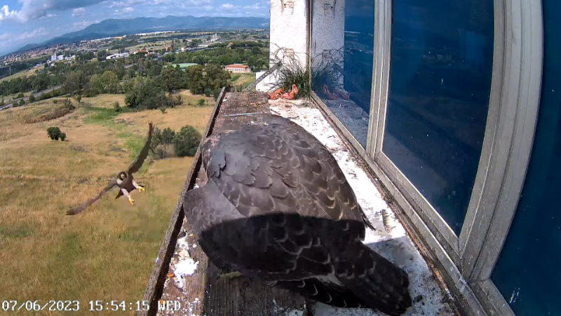 Birdcam.it - Outside Camera Alex & Vergine 12-55-35 screenshot.png