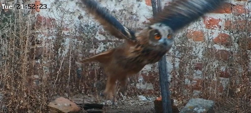volo1.jpg