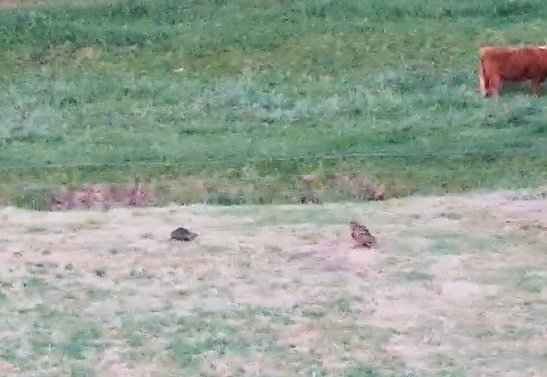 nutria.jpg