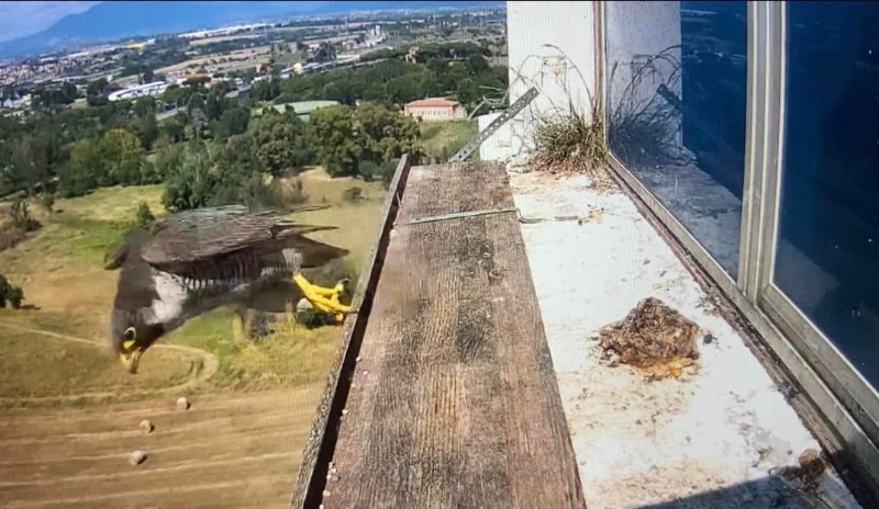 e ripartenza