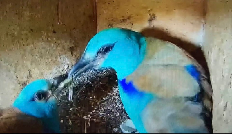 pappa time