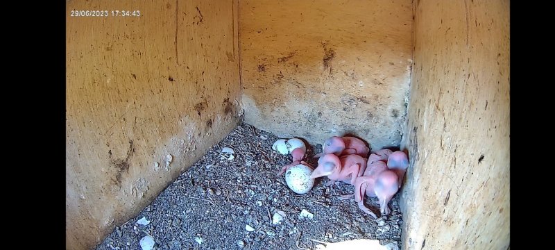 Screenshot_20230629_173457_DuckDuckGo.jpg