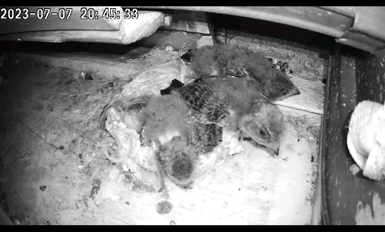 Screenshot_2023-07-07-20-45-47-654.jpeg
