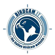 Birdcam.it. La vita degli uccelli in diretta web